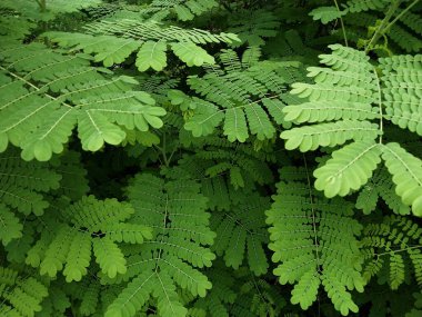 Küçük yemyeşil yapraklı yemyeşil arka plan doğal, gölgeli, sakin ve taze bir atmosfer yaratır. Sinematik görünüm. Yağmurdan sonra yeşil yapraklar kavramı