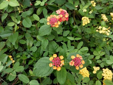 Sarıdan sonra olgunlaşan kırmızımsı çiçekler, küçük yeşil yapraklarla çevrili. Fotosentezin güzel doğal konsepti. Doğa temaları ve açık hava bahçeleri için uygun bir arka plan. Yapraklar ve çiçekler