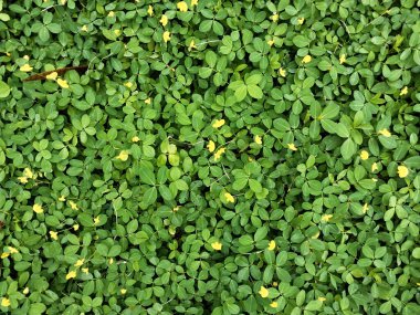 Küçük, gür yapraklı sarı çiçek arka planı doğal, gölgeli, taze ve hoş bir atmosfer yaratır. Doğa konsepti için yaprak geçmişi. Çiçek açan yapraklar