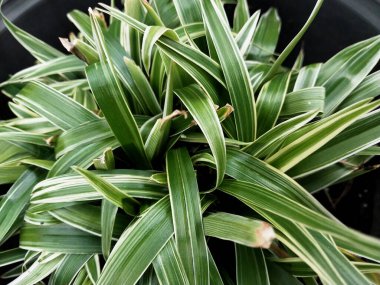 Örümcek Lily Hymenocallis, parlak yeşil yaprakları ve beyaz çizgileri var. Bahçeler ve saksılar için ideal, büyüleyici çiçeklerle güzellik katmak. Popüler ev bitkileri
