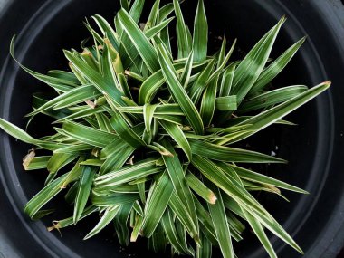 Örümcek Lily Hymenocallis, parlak yeşil yaprakları ve beyaz çizgileri var. Bahçeler ve saksılar için ideal, büyüleyici çiçeklerle güzellik katmak. Popüler ev bitkileri
