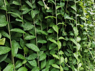 Canlı yapraklarla dolu yemyeşil bir duvar aşağı dökülüyor ve sakin bir atmosfer yaratıyor. Boşlukları genişletmek ve doğayla sakinleştirici bir bağlantı kurmak için mükemmel..