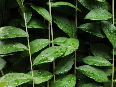 Canlı yapraklarla dolu yemyeşil bir duvar aşağı dökülüyor ve sakin bir atmosfer yaratıyor. Boşlukları genişletmek ve doğayla sakinleştirici bir bağlantı kurmak için mükemmel..
