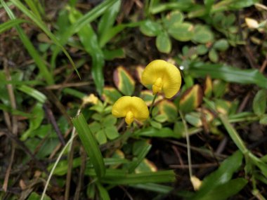Zarif sarı çiçekler yemyeşil yaprakların arasında açar, canlı bir ekosistemde doğanın güzelliğini gösterir. Doğa severler ve botanik meraklıları için mükemmel.