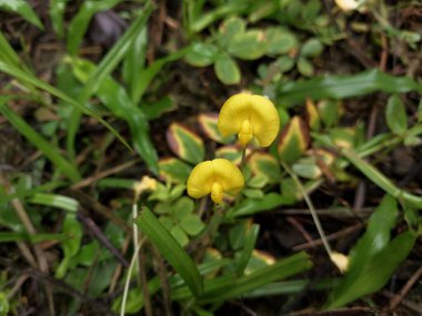 Zarif sarı çiçekler yemyeşil yaprakların arasında açar, canlı bir ekosistemde doğanın güzelliğini gösterir. Doğa severler ve botanik meraklıları için mükemmel.