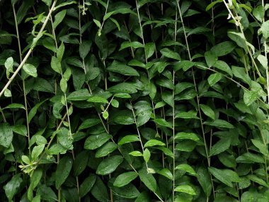 Canlı yapraklarla dolu yemyeşil bir duvar aşağı dökülüyor ve sakin bir atmosfer yaratıyor. Boşlukları genişletmek ve doğayla sakinleştirici bir bağlantı kurmak için mükemmel..