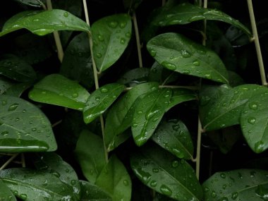 Yağmur damlalarıyla bezenmiş yemyeşil yaprakların yakın çekimi doğanın güzelliğini gözler önüne seriyor. Canlı yeşillik tazeliği ve canlılığı yansıtıyor, doğa temalı projeler için mükemmel..