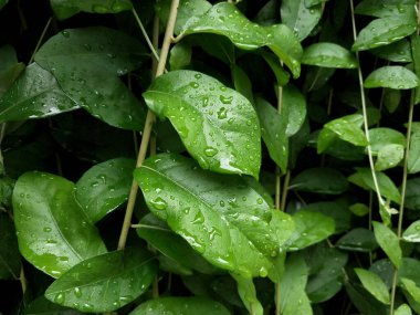 Yağmur damlalarıyla bezenmiş yemyeşil yaprakların yakın çekimi doğanın güzelliğini gözler önüne seriyor. Canlı yeşillik tazeliği ve canlılığı yansıtıyor, doğa temalı projeler için mükemmel..