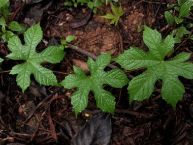 Yaprakların yemyeşil arka planı ve ıslak toprak doğal ve taze bir atmosfer yaratır. Çevresel ve doğal güzellik temaları için uygun. Resimleri bırakır
