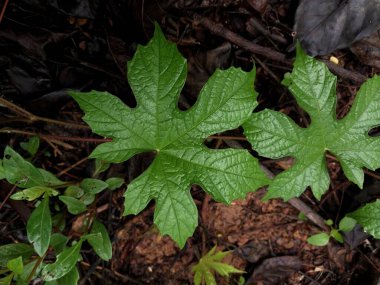 Yaprakların yemyeşil arka planı ve ıslak toprak doğal ve taze bir atmosfer yaratır. Çevresel ve doğal güzellik temaları için uygun. Resimleri bırakır