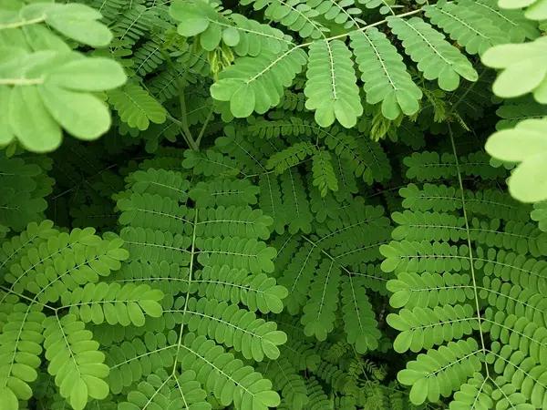 Küçük yemyeşil yapraklı yemyeşil arka plan doğal, gölgeli, sakin ve taze bir atmosfer yaratır. Sinematik görünüm. Yağmurdan sonra yeşil yapraklar kavramı