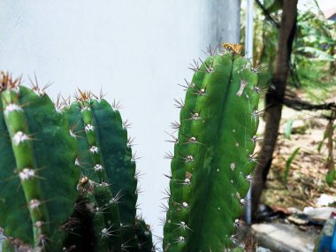 Kaktüs bitkileri. Kaktüs, oda için iyi oksijen üretmek gibi birçok faydası olan süs bitkisi olabilir. Kaktüs bitkilerinin arka planı. Süslü bitki kavramları