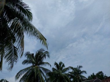 Gökyüzü ve hindistan cevizi ağaçları. Aşağıdan görünen uzun hindistan cevizi ağaçları yaprakları ve açık mavi gökyüzü. Doğal bir manzara. Doğal doğa kavramını aç. Dünyayı korumak çok önemli.