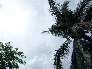 Gökyüzü ve hindistan cevizi ağaçları. Aşağıdan görünen uzun hindistan cevizi ağaçları yaprakları ve açık mavi gökyüzü. Doğal bir manzara. Doğal doğa kavramını aç. Dünyayı korumak çok önemli.