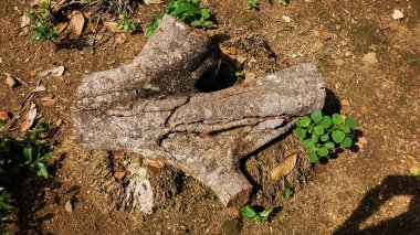 Kesik kütük parçaları. Yerde testereyle kesildikten sonraki kütükler. Çevreyi, Dünya Günü 'nün geçmişini ve doğa sevgisini koruma amaçlı eğitim amaçlı.