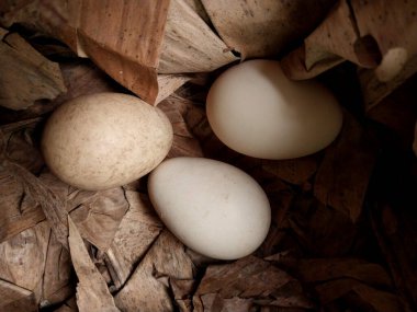 Konteynırdaki yumurtalar. Tavuk yumurtaları vahşi doğada yumurtadan çıktı. 3 yumurta yakın. Çiftlik temaları, çiğ yiyecekler ve sağlıklı yaşam için uygun. Kümes hayvanları yumurtası.