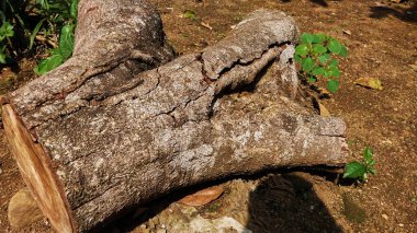 Kesik kütük parçaları. Yerde testereyle kesildikten sonraki kütükler. Çevreyi, Dünya Günü 'nün geçmişini ve doğa sevgisini koruma amaçlı eğitim amaçlı.