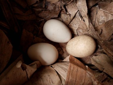 Konteynırdaki yumurtalar. Tavuk yumurtaları vahşi doğada yumurtadan çıktı. 3 yumurta yakın. Çiftlik temaları, çiğ yiyecekler ve sağlıklı yaşam için uygun. Kümes hayvanları yumurtası.