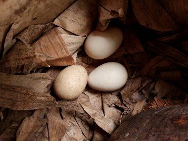 Konteynırdaki yumurtalar. Tavuk yumurtaları vahşi doğada yumurtadan çıktı. 3 yumurta yakın. Çiftlik temaları, çiğ yiyecekler ve sağlıklı yaşam için uygun. Kümes hayvanları yumurtası.