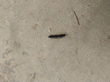 Duvarda hareket eden vahşi hayvanların arka planı. Kırkayak genellikle nemli ortamlarda bir baş belasıdır. Temizliği sürdürme fikri için uygun. Doğal hayvan geçmişi