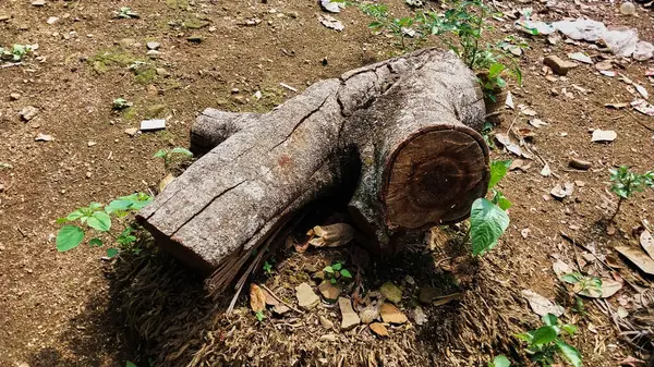 Kesik kütük parçaları. Yerde testereyle kesildikten sonraki kütükler. Çevreyi, Dünya Günü 'nün geçmişini ve doğa sevgisini koruma amaçlı eğitim amaçlı.