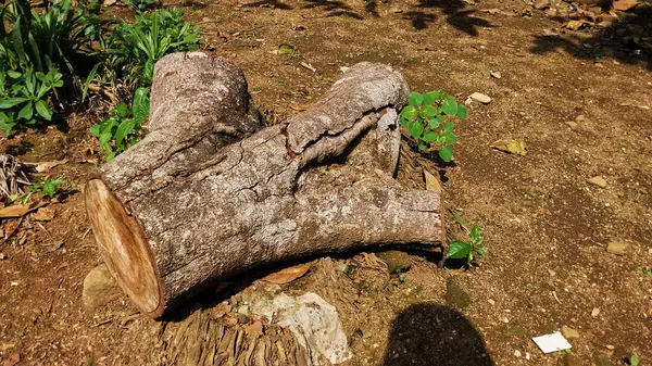 Kesik kütük parçaları. Yerde testereyle kesildikten sonraki kütükler. Çevreyi, Dünya Günü 'nün geçmişini ve doğa sevgisini koruma amaçlı eğitim amaçlı.
