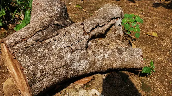 Kesik kütük parçaları. Yerde testereyle kesildikten sonraki kütükler. Çevreyi, Dünya Günü 'nün geçmişini ve doğa sevgisini koruma amaçlı eğitim amaçlı.
