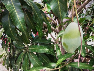 Mango çiftliğinin yakın görüntüsü. Ev yapımı mango. Meyve veren mango ağaçları ve sağlıklı yapraklar. Doğal arka plan ve kırsal sanayi.