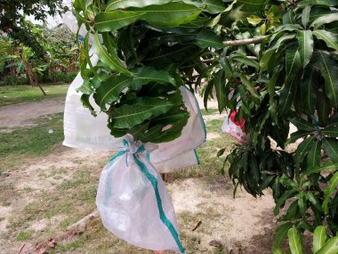 Mango çiftliğinin yakın görüntüsü. Ev yapımı mango. Meyve veren mango ağaçları ve sağlıklı yapraklar. Doğal arka plan ve kırsal sanayi.