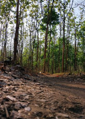 Etrafı uzun ağaçlar ve yemyeşil ağaçlarla çevrili sakin bir orman yolunu keşfedin. Bu sakin sahne doğanın özünü yansıtıyor. Açık hava meraklıları ve çevre dostu projeler için mükemmel.