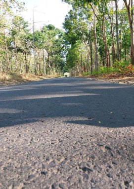 Bereketli yeşil ağaçlarla kaplı, doğa severler ve doğa meraklıları için mükemmel bir orman yolu keşfedin. Seyahat, macera ve çevre dostu temalar için ideal