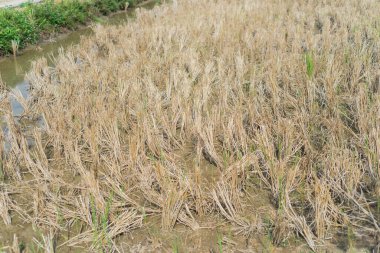 Kuzey Vietnam 'ın geleneksel tarım metodu olarak yetiştirme sezonu için tarlayı sürmeden önce pirinç tarlaları hasat edildikten sonra büyük hasat hasadı hasadı hasadı hasadı hasadı hasadı ve boş bırakıldı. Tarım geçmişi
