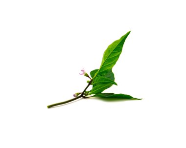 Blossom purple Buena Mulata pepper flower and green leaves on fresh small branch isolated on white background. Homegrown violet cayenne-shaped heirloom ornamental and culinary hot chili pepper