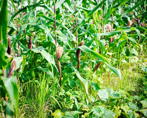 Companion planting practice with purple corn and butternut squash growing at organic farm in North Vietnam, Southeast Asia. Corn cobs with silks on long stalk ready to harvest