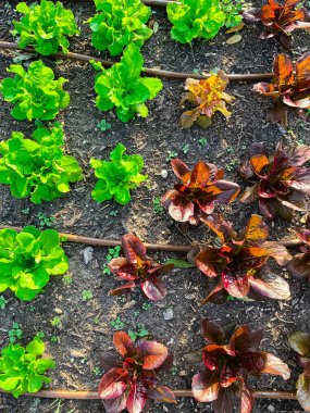 Dallas, Teksas yakınlarındaki tüp sulama sistemiyle banliyö salata bahçesinde yetişen organik kırmızı yapraklı Romaine ve tereyağlı marul. Güzel ev yapımı organik yapraklı yeşillikler.