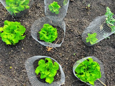Butterhead marulu Dallas, Teksas, ABD yakınlarındaki salata bahçesinde kemirgenlerden ve farelerden korunmak için içerideki küçük tel örgüleri koruyordu. Baharda ev yapımı organik yapraklar yiyeceği yeşillendirir