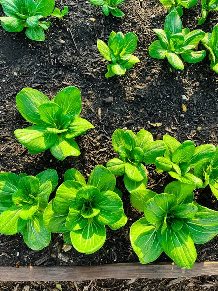 Vista Superior Saludable Bok Choy Planta Que Crece Suelo Compost —  Fotos de Stock