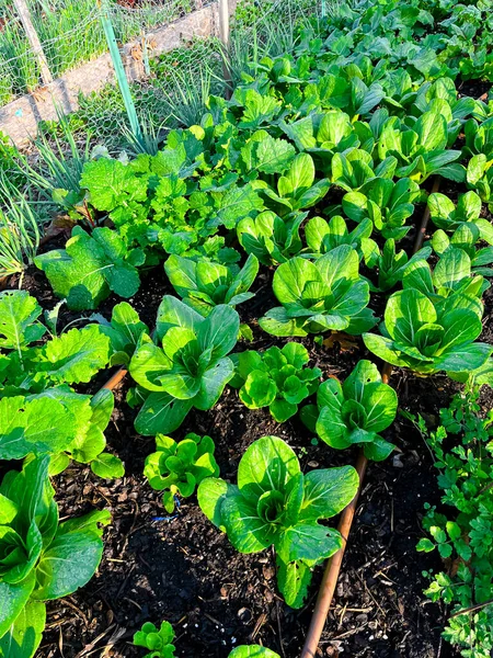 Vegetable garden with mixed of leafy greens plants bok choy, radishes, onions growing on raised bed with chicken wire fence and irrigation system in suburbs Dallas, Texas, USA. Organic food homegrown