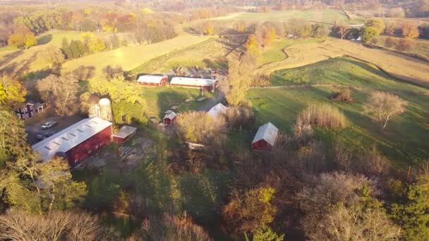 미국의 전통적 농장에서 옥수수를 수확할 준비가 잎들이 옥수수 날아가고 공중의 — 비디오