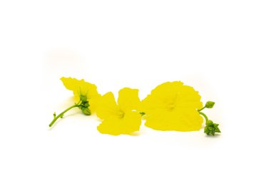 Çiçek açan sarı luffa erkek çiçekleri, çiçek açan yapraklar ve tomurcuklar, taze kesilmiş lif kabağı çiçekleri, izole edilmiş beyaz arka plan, kırpma yolu, kopyalama alanı gibi kümelerde yetişir. Ev yapımı lif bitkisi.