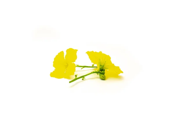 2つの花黄色のルファの男性の花は 白い背景に隔離された花弁と蕾 新鮮なカットLoofahひょうたんの花 クリッピングパス コピースペースが咲くクラスタで成長します 自家栽培のLoofah植物 — ストック写真