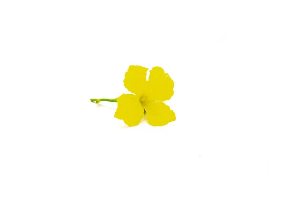 Κίτρινη Ανθισμένη Λουφά Αρσενικό Λουλούδι Φρεσκοκομμένη Σπιτική Λούφα Κολοκύθα Ανθίσει — Φωτογραφία Αρχείου