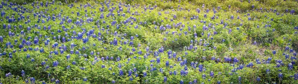 テキサス州ダラス近郊の春の季節に 丘陵地帯の田園地帯の草原でブルーボンネットを咲かせるパノラマ 野花の風景画広角風景 — ストック写真
