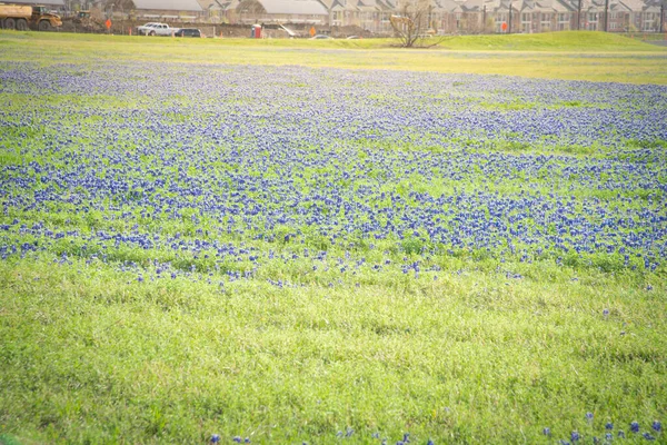 春の初めに郊外のダラス テキサス州 アメリカで建設現場の背景と花のBluebonnetと巨大な圧延草原 テキサス州の花の美しい牧草地の開花提出 — ストック写真