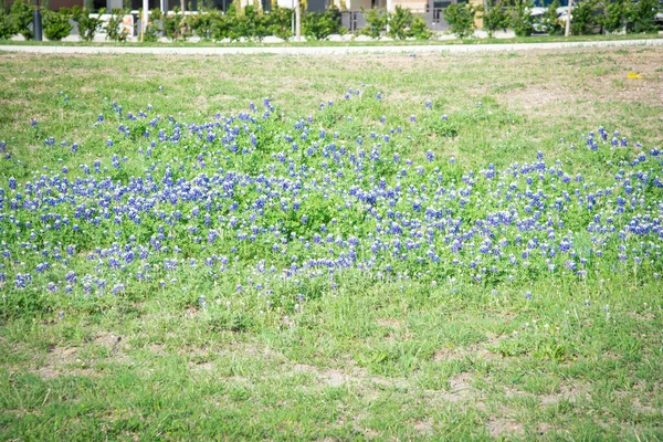 テキサス州のブルーボンネット州の花の花のフィールドは ダラス アメリカの近くにバックグラウンドで新しい開発アパート団地と 郊外の野花の風景 — ストック写真