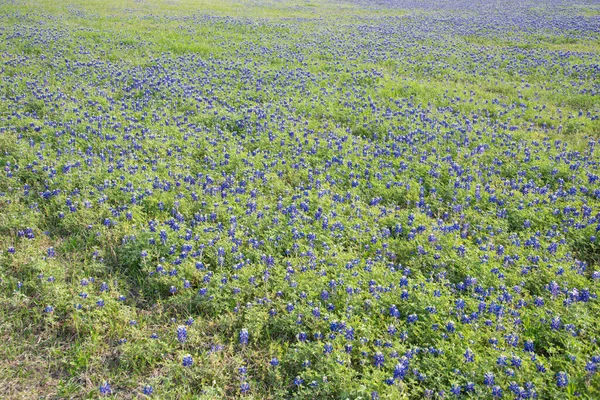 Blooming Bluebonnet Rolling Hills Country Side Meadow Blossom Texas State — Stock Photo, Image