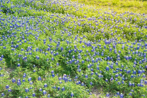 Blühende Bluebonnet Auf Den Sanften Hügeln Land Wiese Blühen Texas — Stockfoto