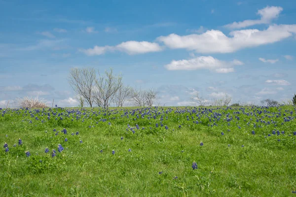 Lookup View Blossom Bluebonnet Wildflower Sob Céu Azul Nuvem Ensolarada — Fotografia de Stock