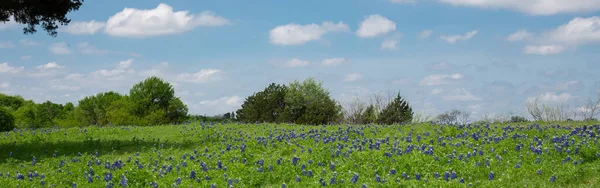 パノラマのルックアップビューは 米国テキサス州エニスの田舎道に沿って日当たりの良い雲の青い空の下でブルーボネット野生の花を咲かせます 春にテキサス州の州花の草原フィールドを開花 — ストック写真