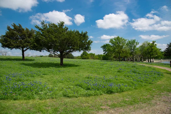 Local resident enjoys beautiful display of bluebonnet wildflowers and warm Spring weather at scenic farm near Dallas, Texas, USA. Blooming meadow prairie of state flower of Texas with mature trees